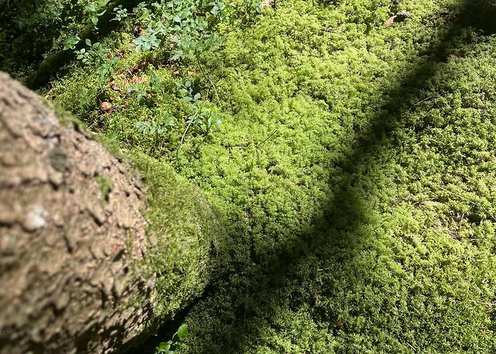 Gugg Ins Moos Апартаменты