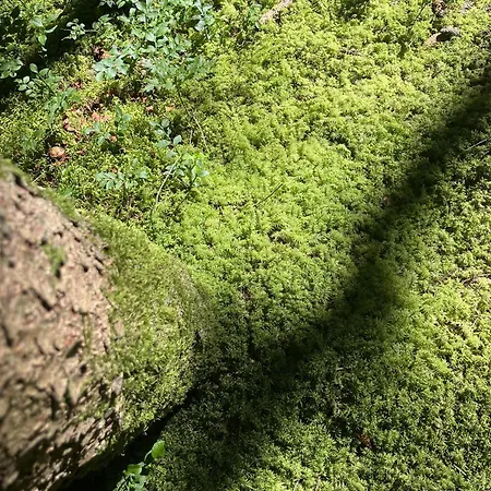 Gugg Ins Moos Appartamento